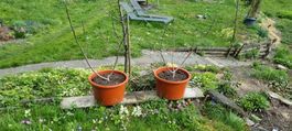 Feigenbaum  im Topf, ideal für den Garten!