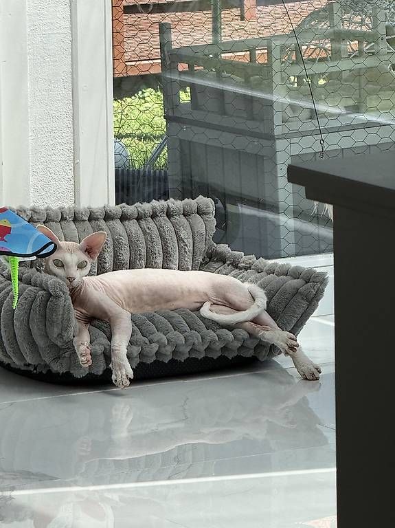 Divani: tier sofa  – Usato da Adligenswil venduto da balboa5 3