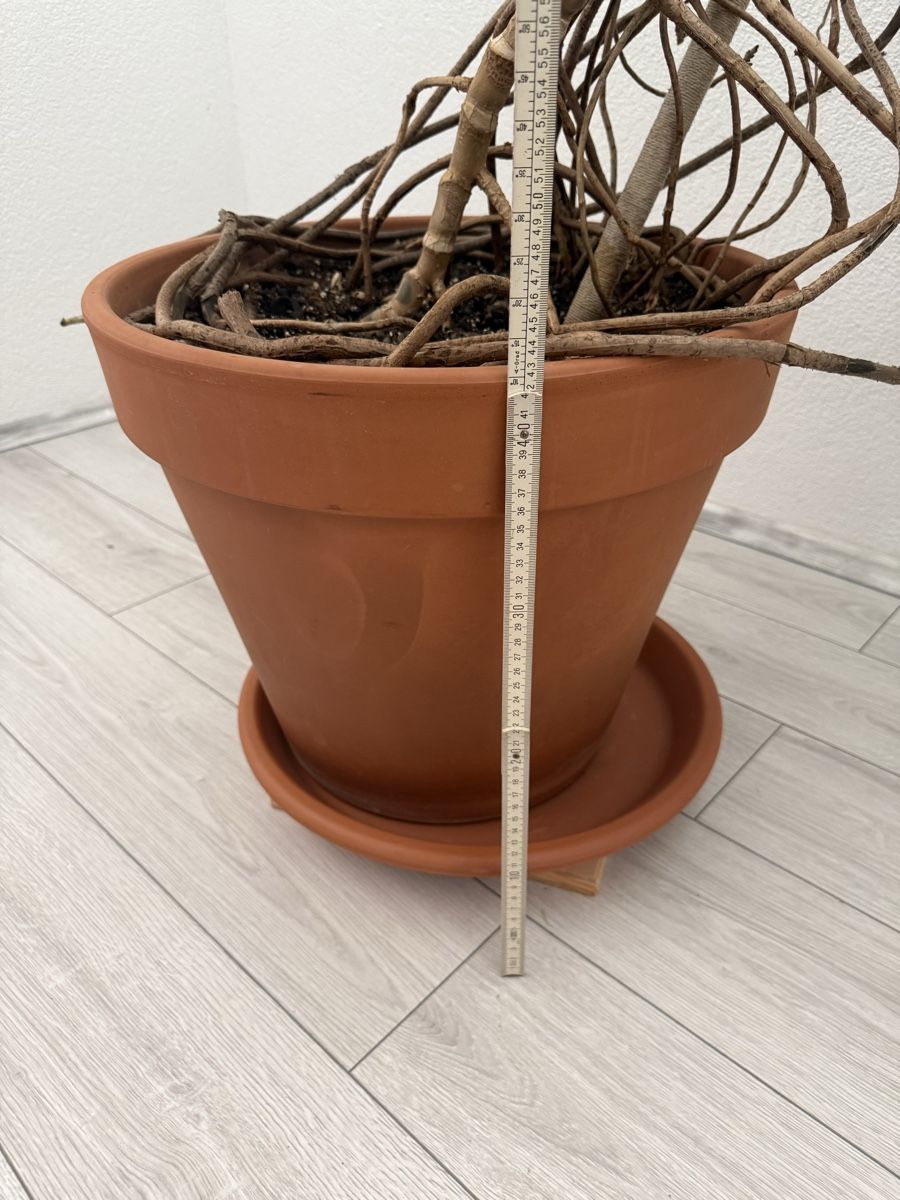 Plantes & graines: Monstera Deliciosa – D'occasion à Binningen par bob_m2qg 6
