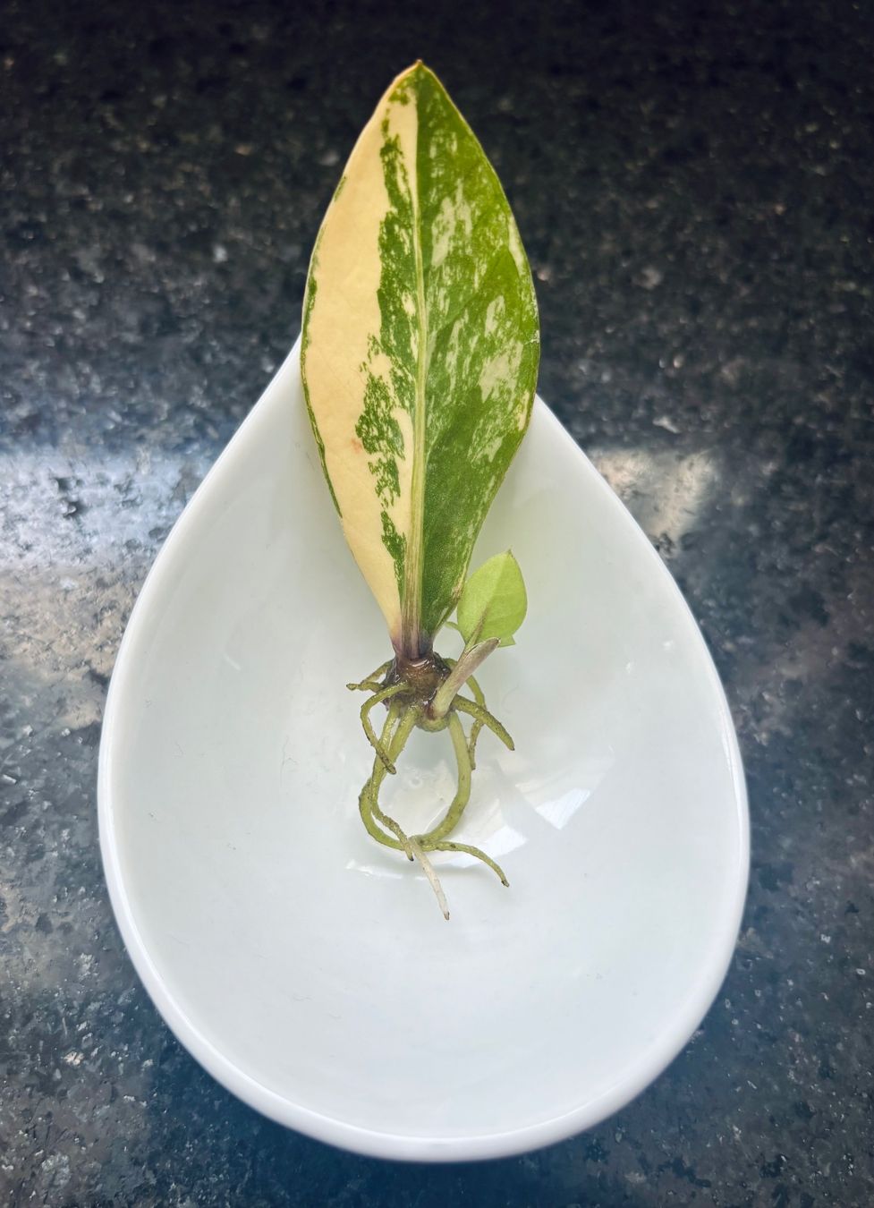 Pflanzen & Samen: Zamioculcas Zamiifolia Variegata – Gebraucht aus Spreitenbach von GreenThumb 1