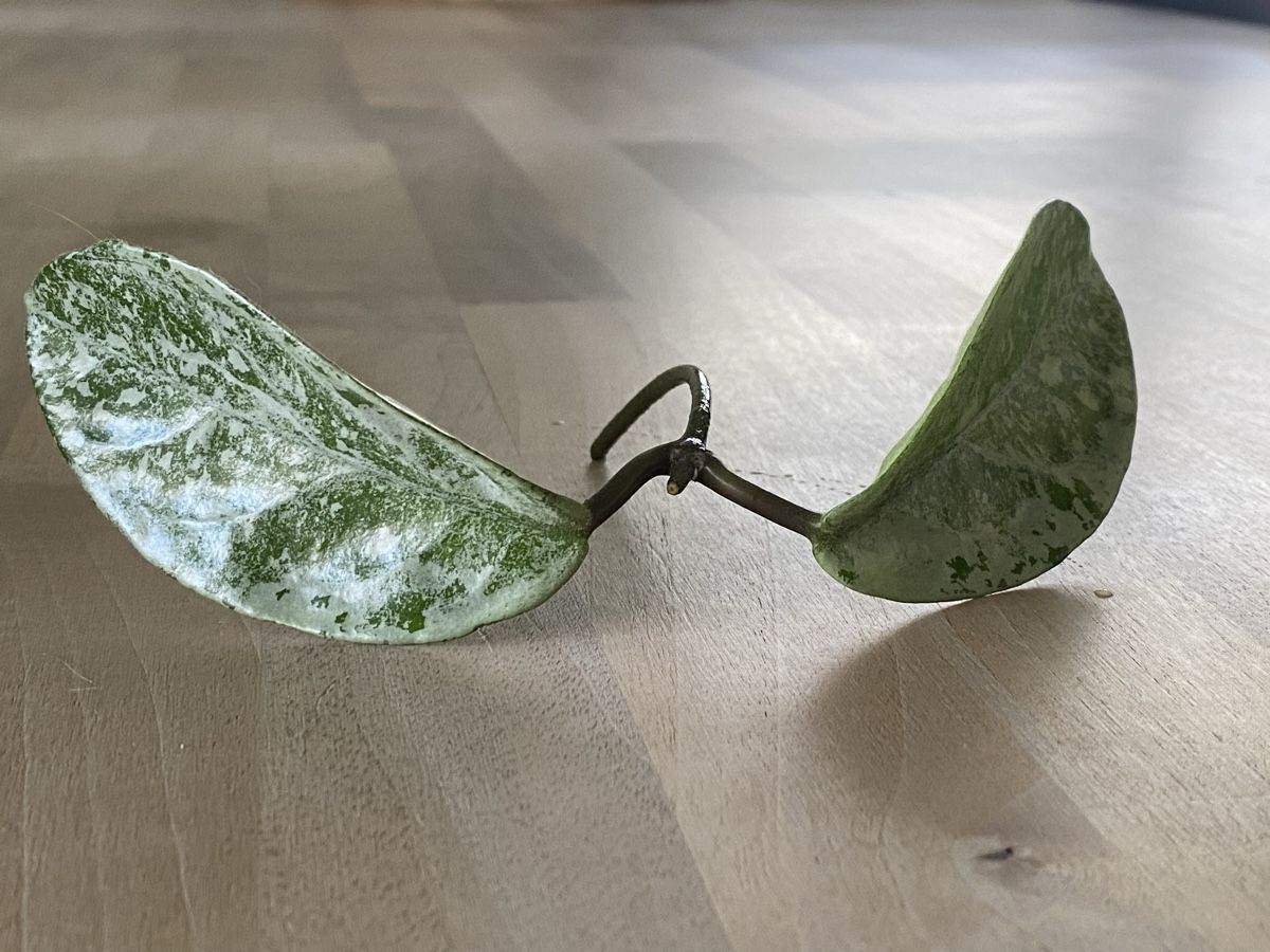 Plantes & graines: Ableger Hoya Nova Ghost – Neuf (Voir description) à Alchenflüh par smart- 1