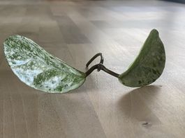 Ableger Hoya Nova Ghost