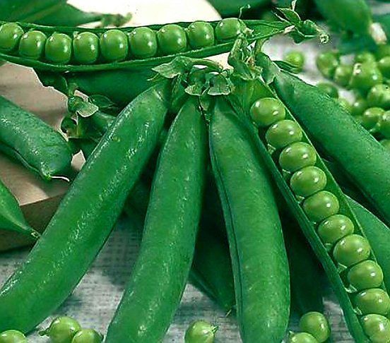 50 Samen Garten grüne Erbse 