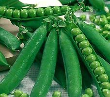 50 Samen Garten grüne Erbse "KELVEDON WONDER" - PISUM SATIV