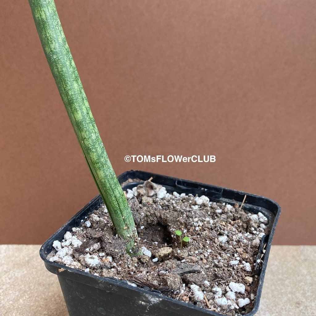Piante & sementi: Sansevieria Hallii Lundi Bat - schlang & elegant – Nuovo e nell'imballaggio originale da Adliswil venduto da asTOMas963 4