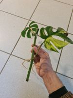 Monstera Minima Variegata