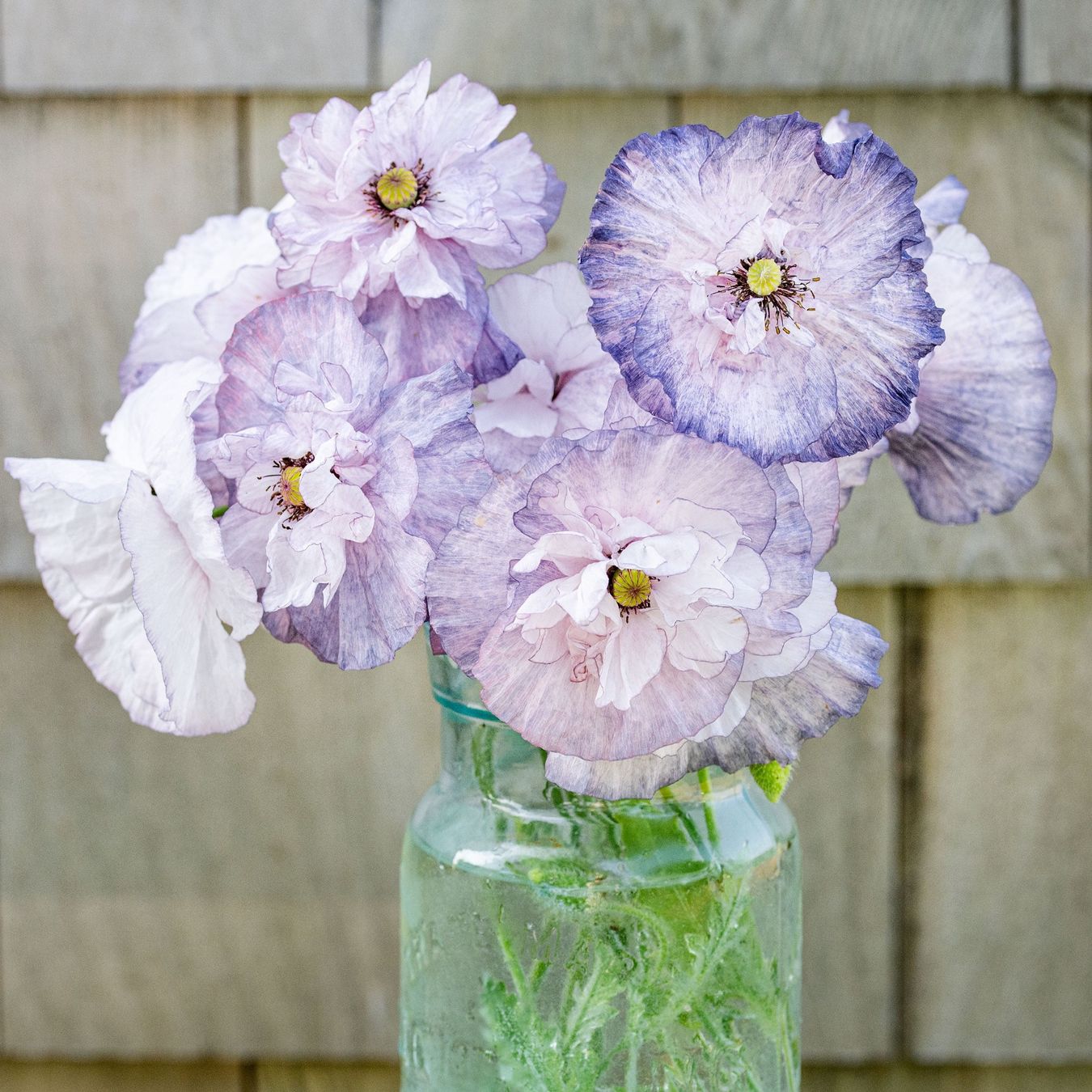 Piante & sementi: 300 Samen Mohn AMAZING GREY Seidenmohn – Nuovo (secondo la descrizione) da Ehrendingen venduto da VerveinaSamen 2