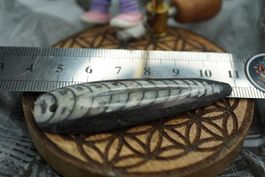 Orthoceras Anhänger  469   ab  1.-     Räumung