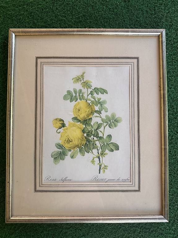 Foto & Immagini: Vintage Botanik-Bild Rosa Sulfurea mit Rahmen – Usato da Baden venduto da Gatafunkk