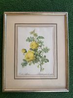 Vintage Botanik-Bild Rosa Sulfurea mit Rahmen
