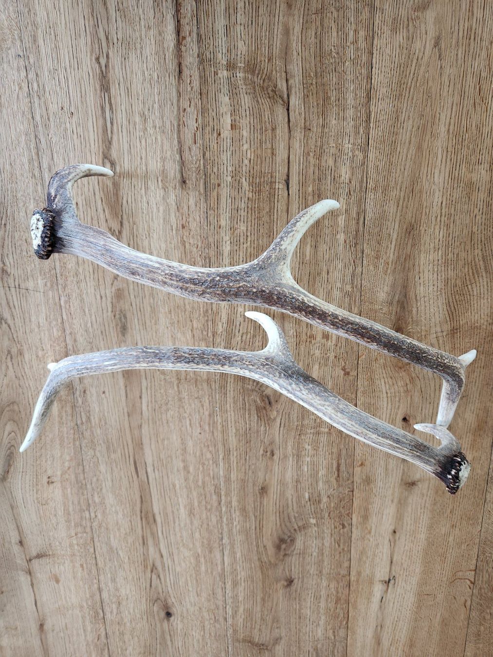 Toutes les décorations: Abwurfstangen Hirsch / Shabby chic Style – D'occasion à Fanas par Rurero03