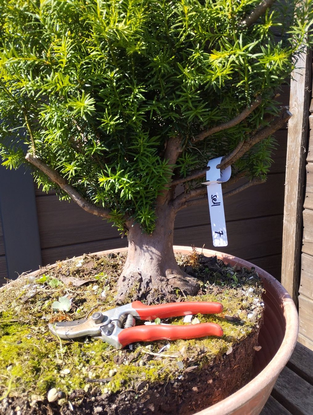 Piante & sementi: Bonsai Rohling Eibe – Usato da Oberwil BL venduto da suaku 3
