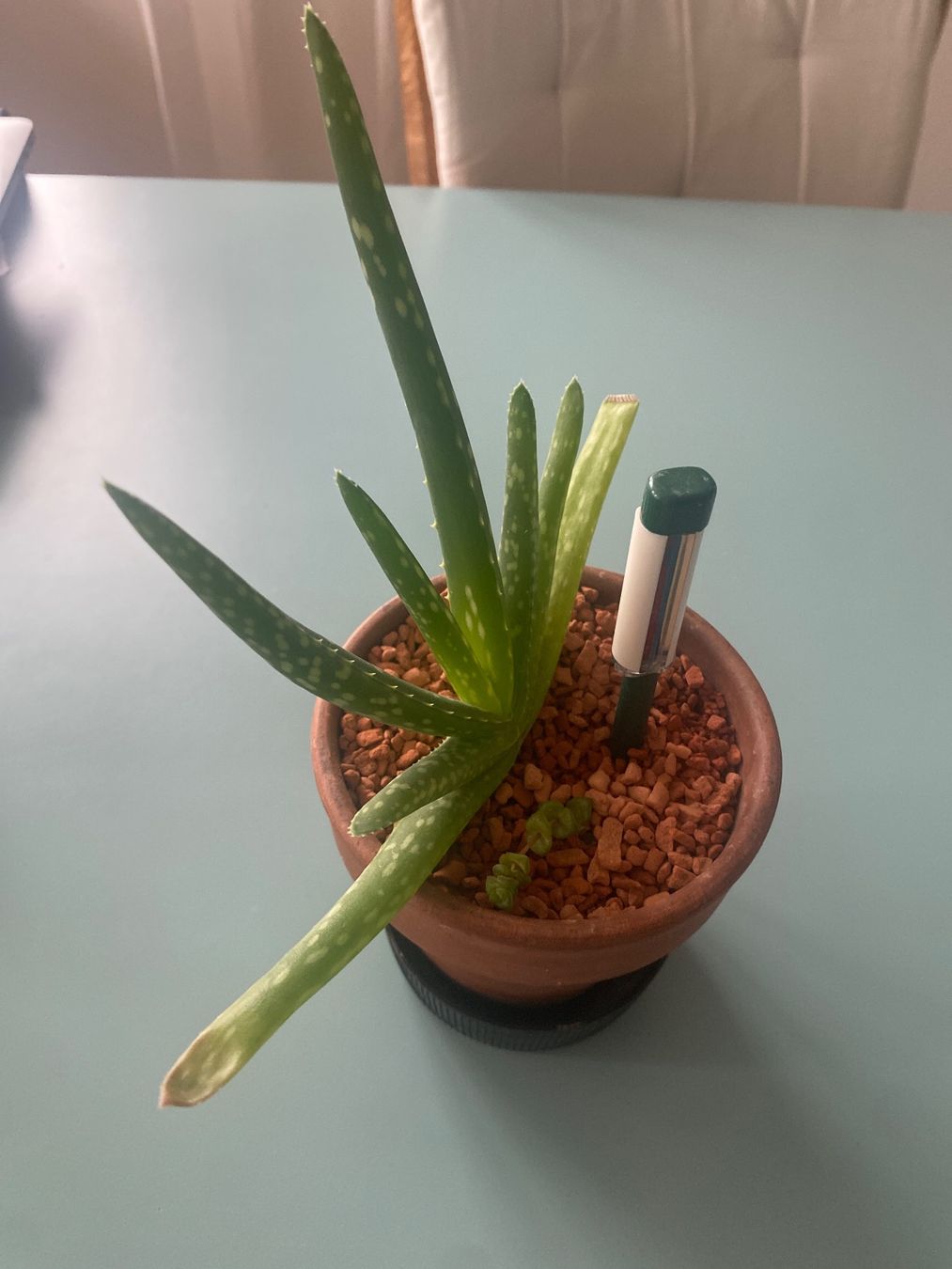 Piante & sementi: Aloe Vera Pflanze – Nuovo (secondo la descrizione) da Zürich venduto da echt01 1
