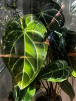 Anthurium crystallinum – XL, grosse adulte Pflanze
