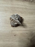 Wunderschöne Sandrose / Wüstenrose