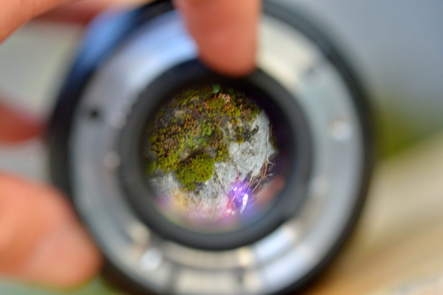 Nikon Objektive: Nikon Macro 105mm f2.8 – Gebraucht aus Lichtensteig von dan_rj7z 5