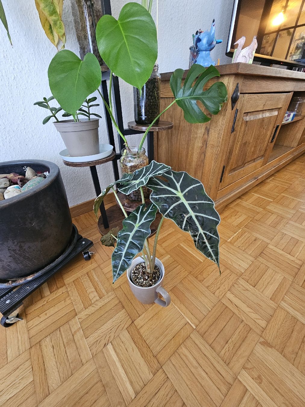 Piante & sementi: Alocasia Amazonica  – Nuovo (secondo la descrizione) da Utzenstorf venduto da Dac_mk 4