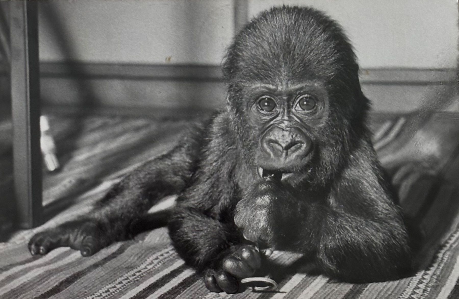 Cartes postales: Basel, Zoo, Goma Affe – D'occasion à Frauenfeld par Merk52