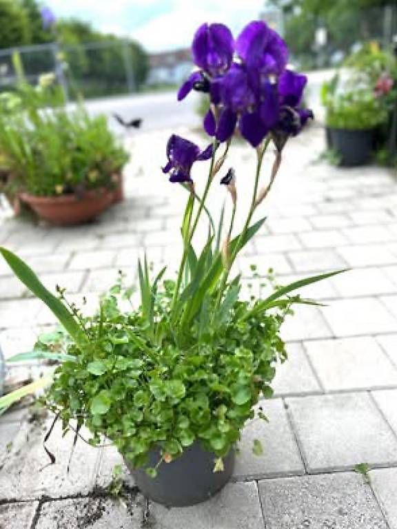 Vasi per fiori: Blaue Blumen Kombination  – Usato da Frauenfeld venduto da Irene.Schuppli