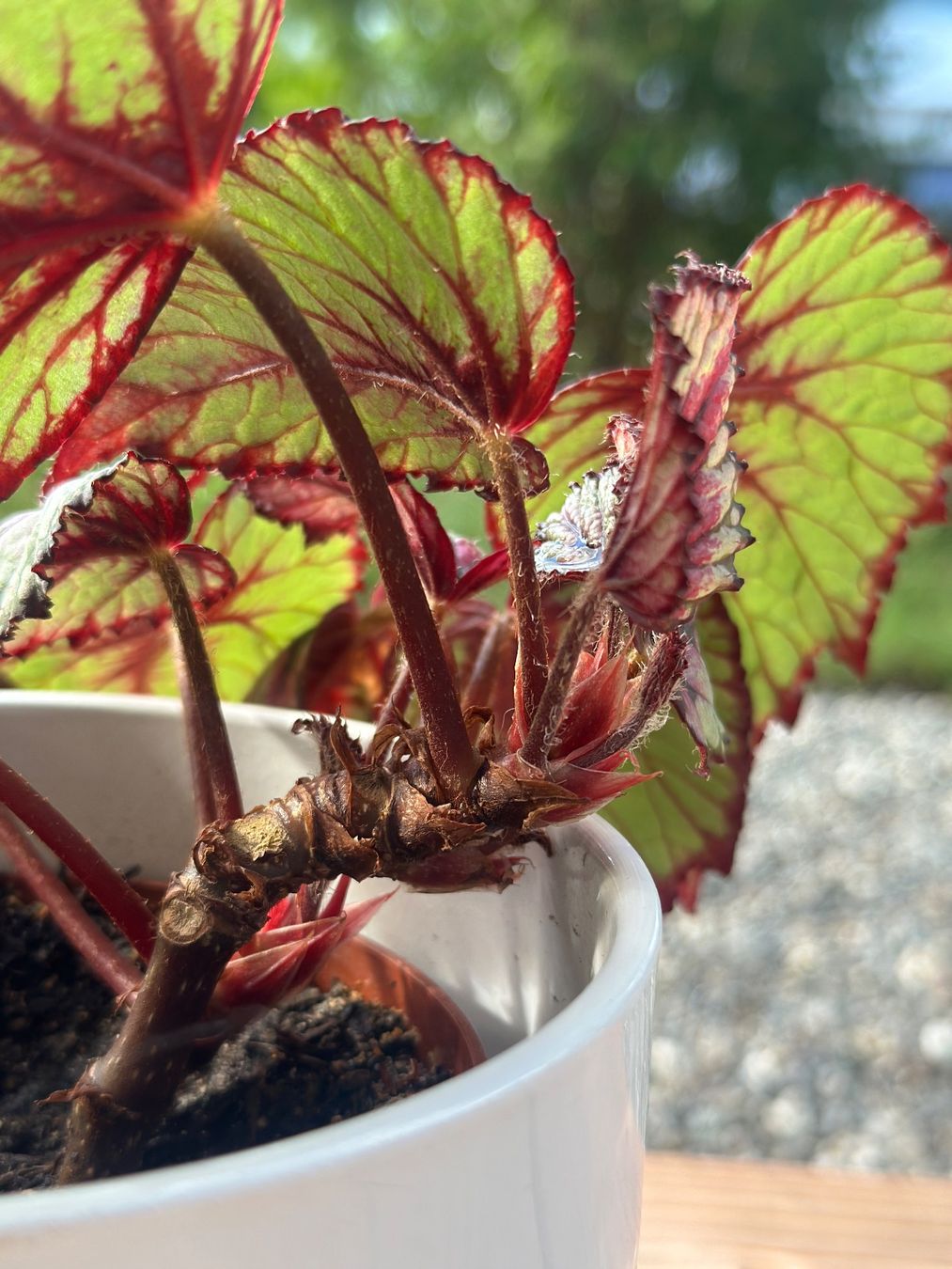 Plantes & graines: Begonia Rex – D'occasion à Zürich par ong8 3