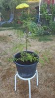 Thuja, Lebensbaum Thuja occidentalis 'Brabant' 
l