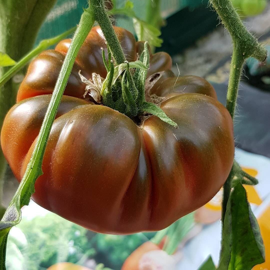 Piante & sementi: 50 Samen TOMATE BLACK RUSSIAN Alte Sorte – Nuovo (secondo la descrizione) da Ehrendingen venduto da VerveinaSamen 4