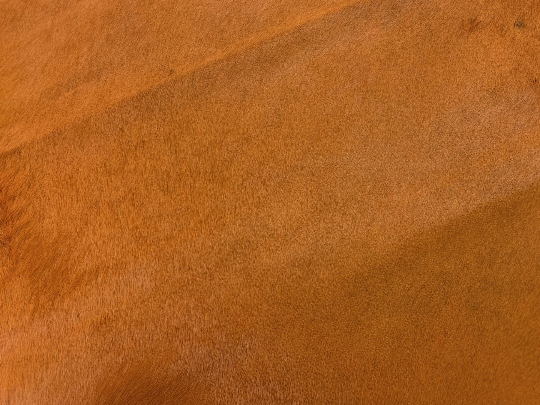Tappeti: echtes Kuhfell Teppich orange – Nuovo e nell'imballaggio originale da Arbedo venduto da patagonialeatherrugs 2