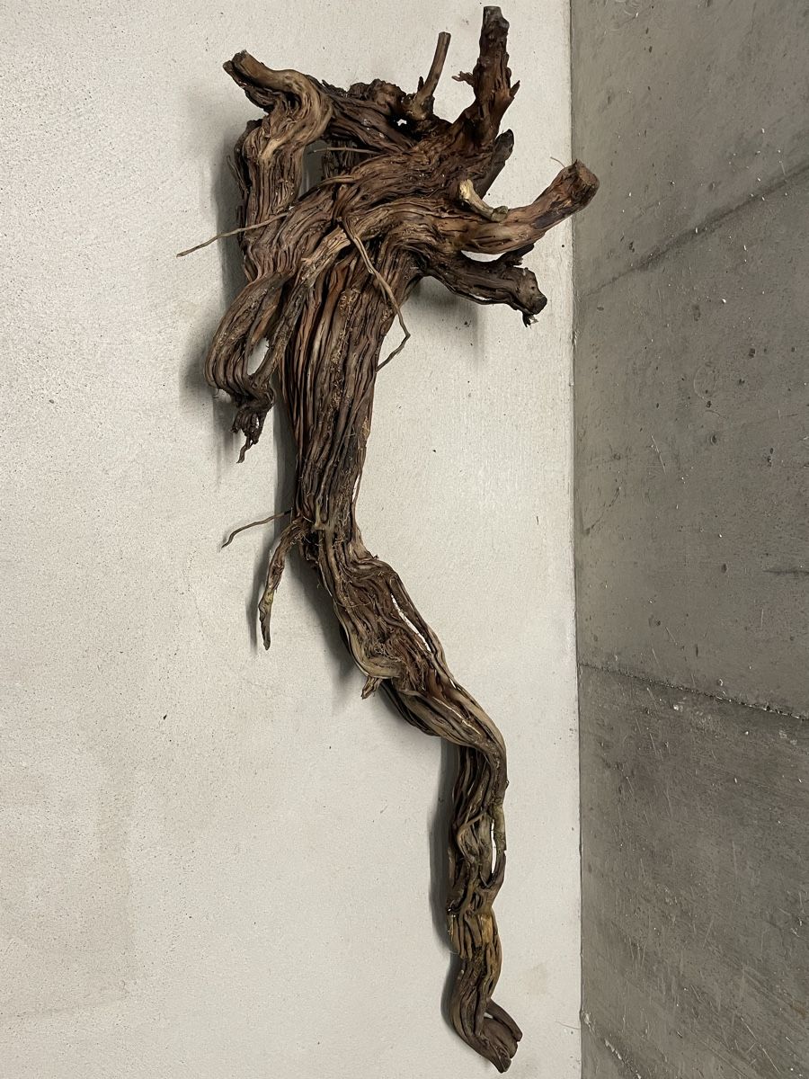 Terrario: Terrarium Holz/Ast – Usato da Zürich venduto da Laurin_23 3