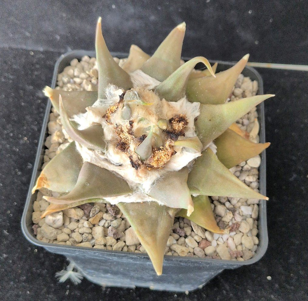Plantes & graines: Ariocarpus confusus – D'occasion à Vuisternens-Romont par Cold_cactus 1