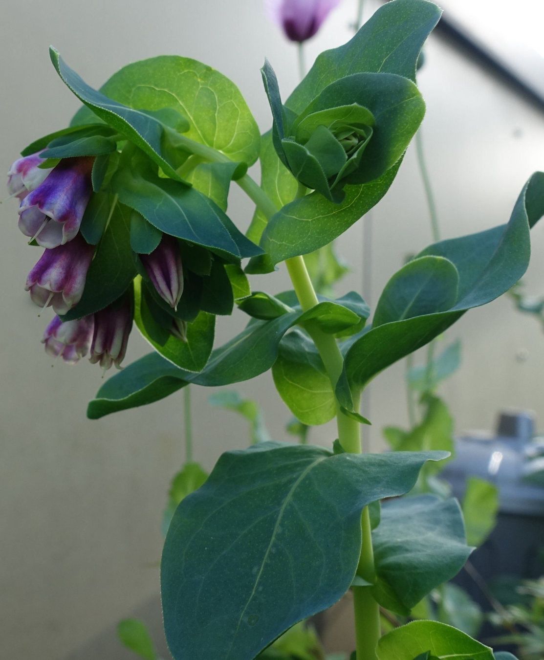 Pflanzen & Samen: Große Wachsblume Purpurascens 10 Samen – Gebraucht aus Schwaderloch von bademeister79 1