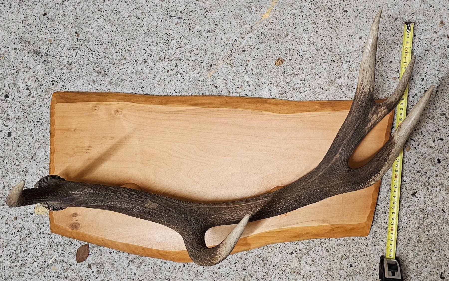 Sonstiges zum Sammeln & Seltenes: Hirsch, Geweih, Trophäe, Garderobe – Gebraucht aus Aarwangen von  4