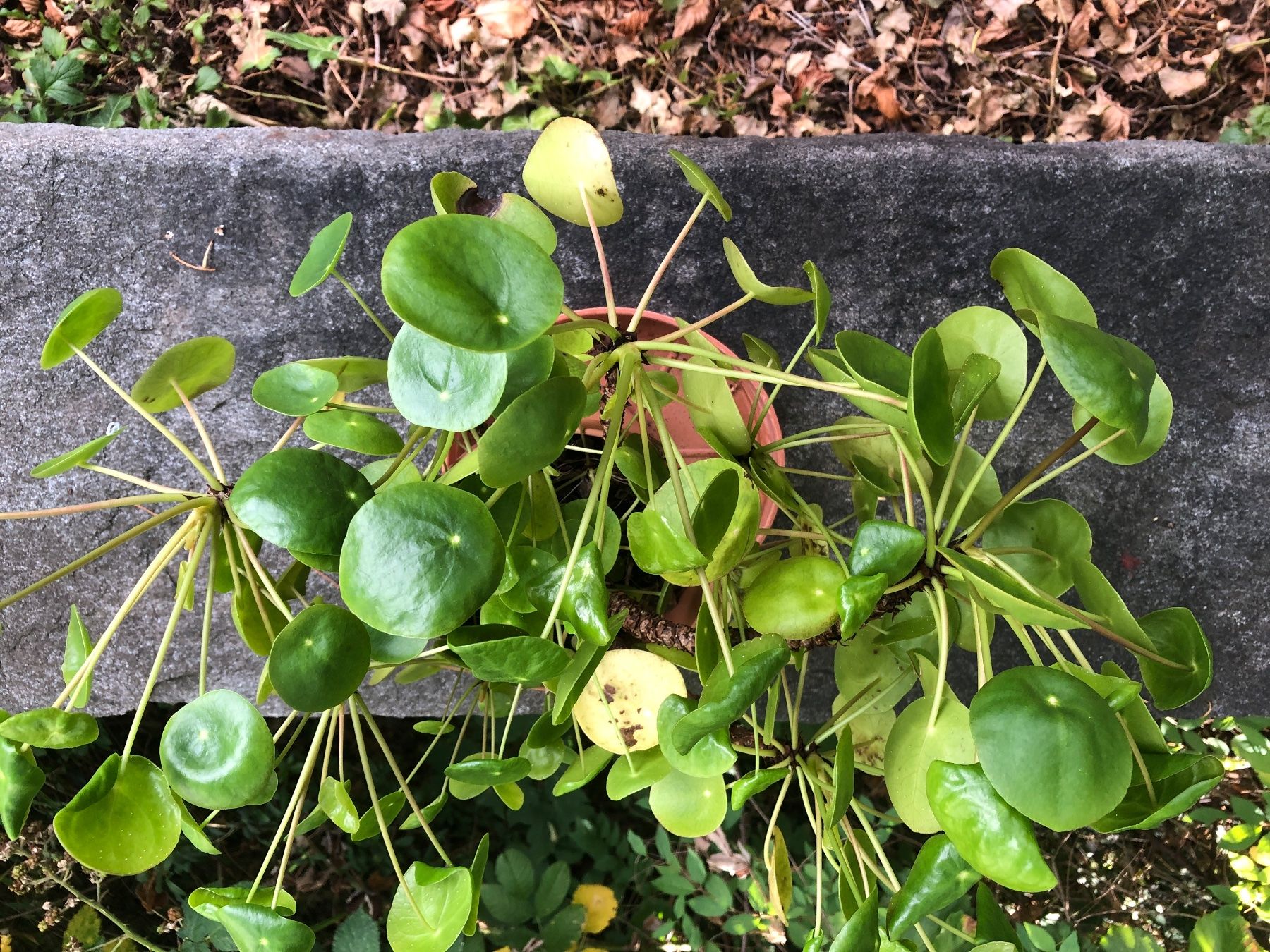 Pflanzen & Samen: Ufopflanze chinesischer Geldbaum Pilea – Gebraucht aus Zürich von peterle01 3
