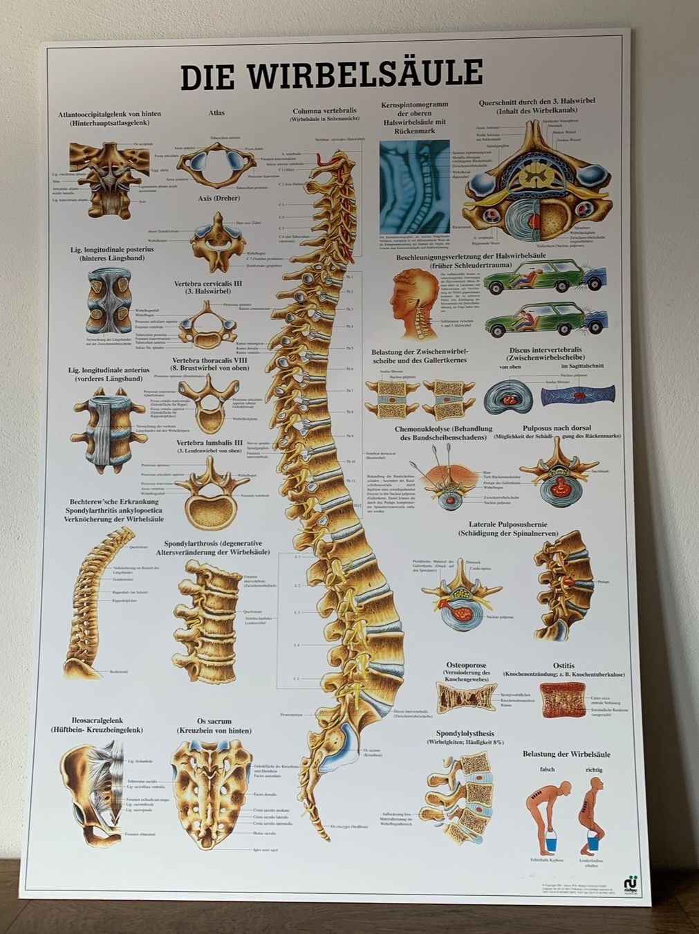 Foto & Immagini: Rüdiger Anatomie Tafel: Die Wirbelsäule – Usato da Luzern venduto da KingMambo