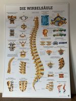 Rüdiger Anatomie Tafel: Die Wirbelsäule