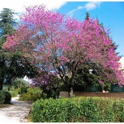 Piante & sementi: Arbre de Judée  2x 20cm  (cercis S.) – Nuovo e nell'imballaggio originale da Bremblens venduto da FIBONACCI369