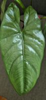 🤩Alocasia Puncak borneensis Rhizom 