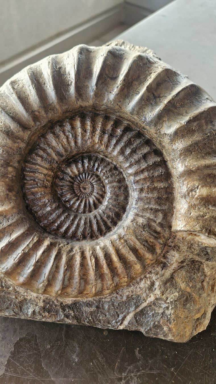 Fossili: Grosser Ammonit Arietites  – Usato da Niederhasli venduto da rehauge01 3