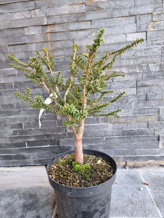 Bonsai Eibe "Amersfoort" Kaufen auf Ricardo