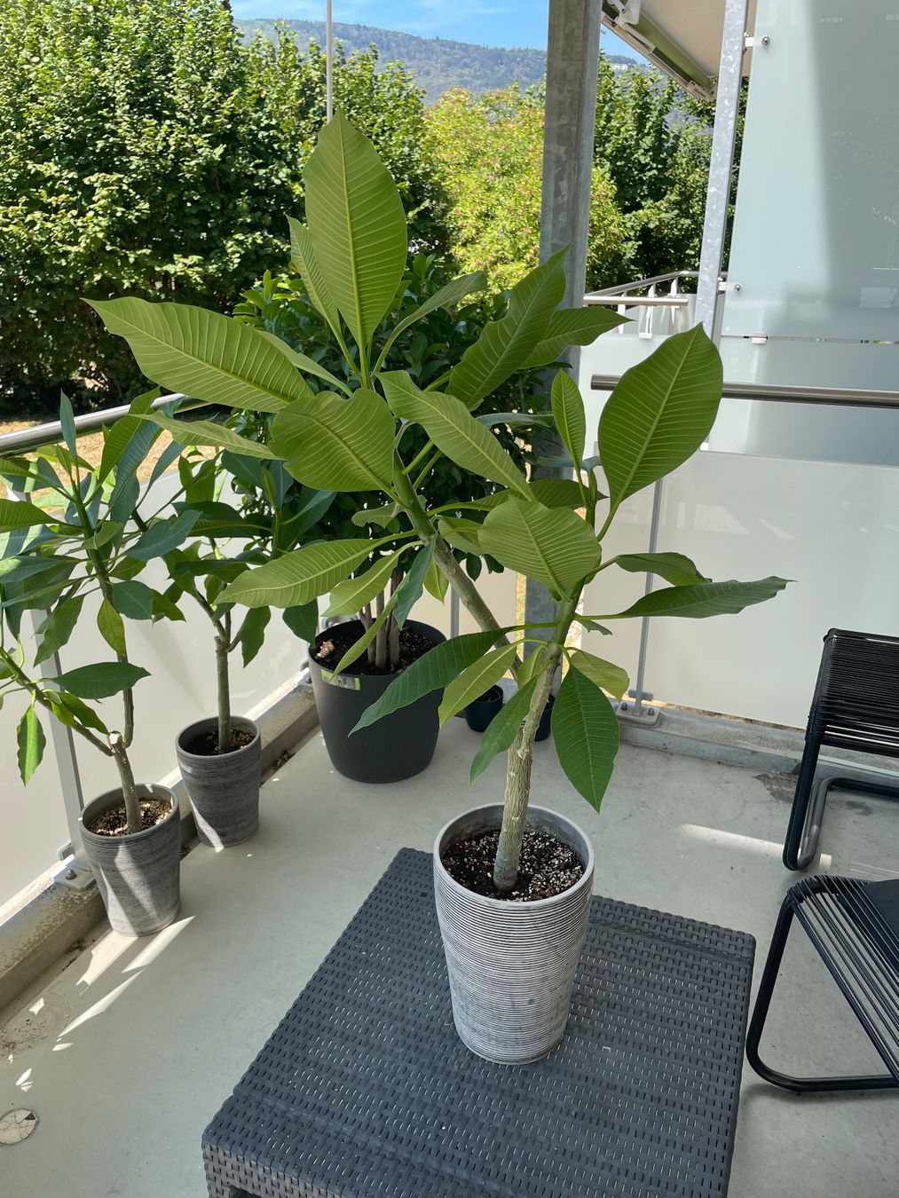Pflanzen & Samen: Plumeria Frangipani – Gebraucht aus Ipsach von takacseni