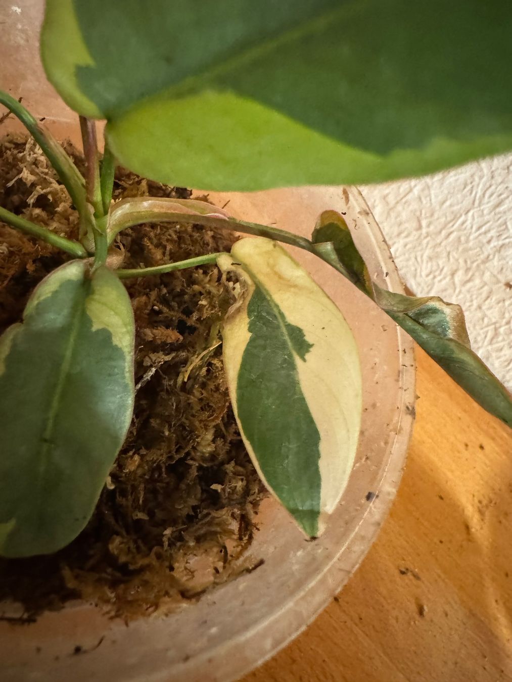 Plantes & graines: Philodendron Atabapoense variegata – D'occasion à Männedorf par mrclst 2