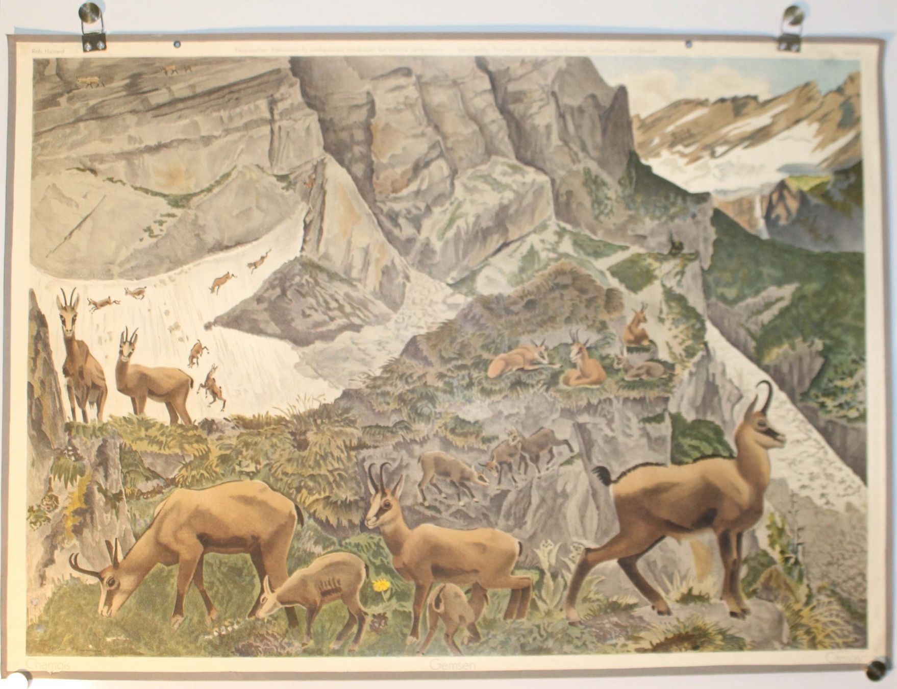 Foto & Immagini: Schulwandbild "Gemsen" Robert Hainard 1946 – Usato da Härkingen venduto da sammelbecken