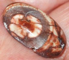 Cabochon L-783 – Vogel Augen Jaspis