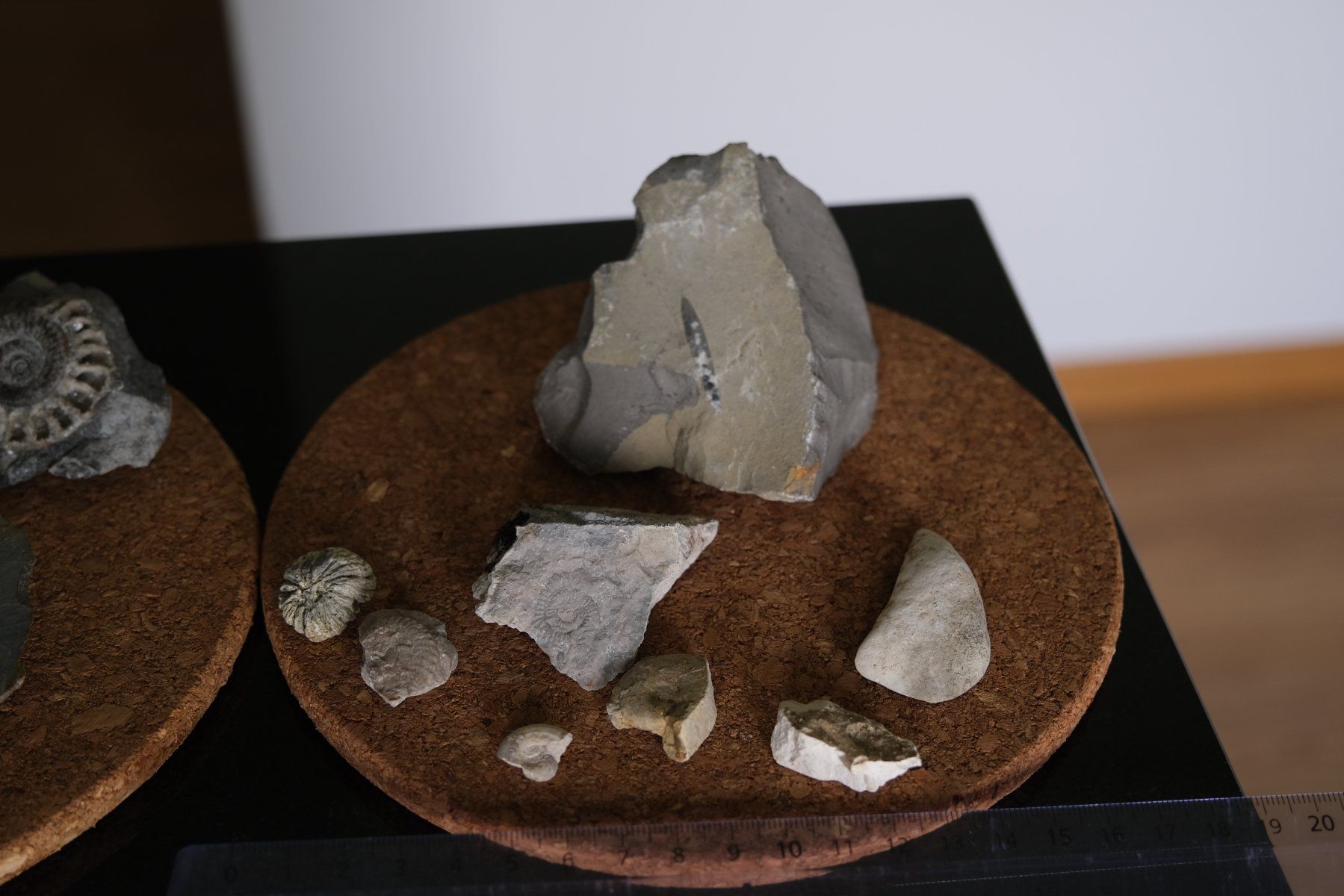 Fossili: Sammlung diverser versteinerter Fosillien – Usato da Olten venduto da RABe2000 5