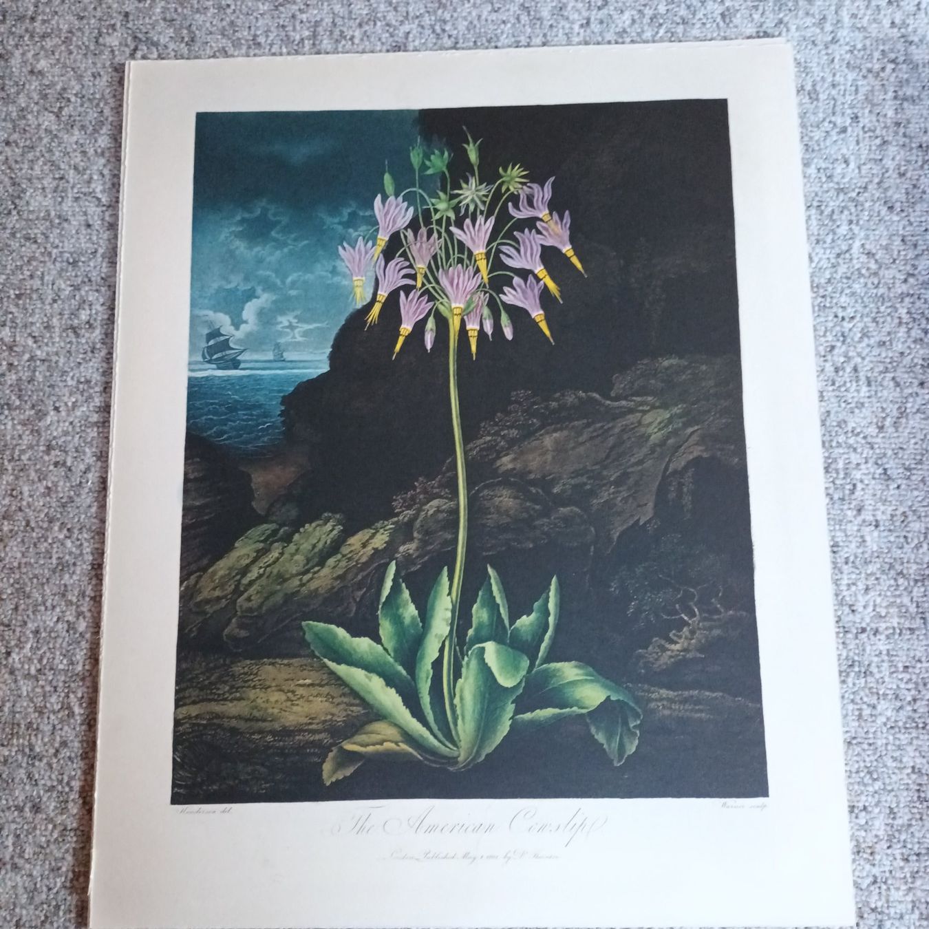 Libri: The Temple of Flora – Nuovo e nell'imballaggio originale da Bäretswil venduto da ricoric 5