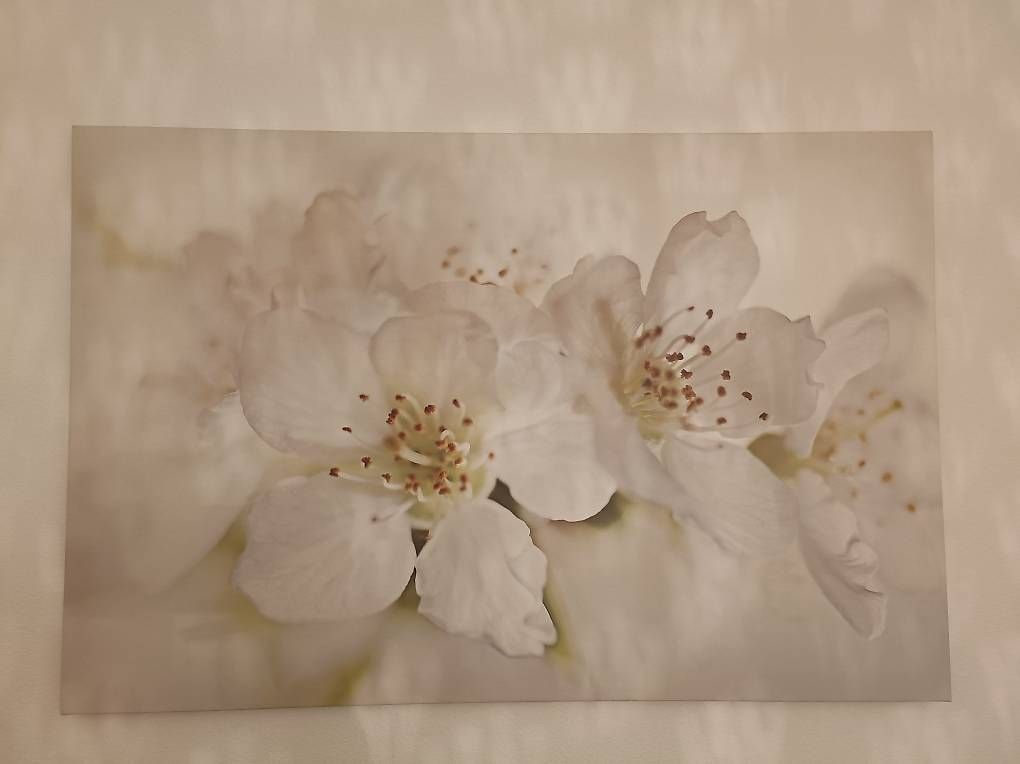 Poster & Bilder: Bild Blüte – Gebraucht aus Buchs AG von mahrm13