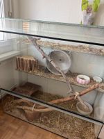 Terrarium Glas mit Zubehör und 1 Degu Kleintier