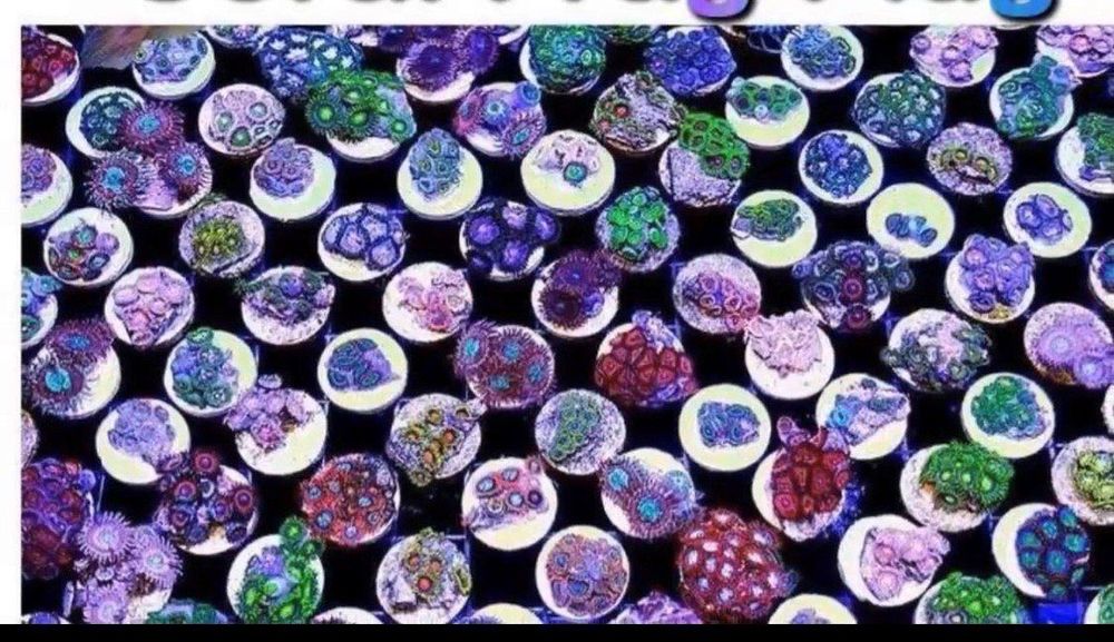 Mikikit Keramik Korallenfragmente Basis - 10 Stück Aquarium Halter Für Korallenaufzucht