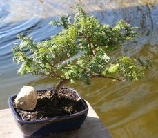 BONSAI  -  Europäische Eibe