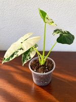 🌿 Seltene Alocasia Variegata – Echte Rarität