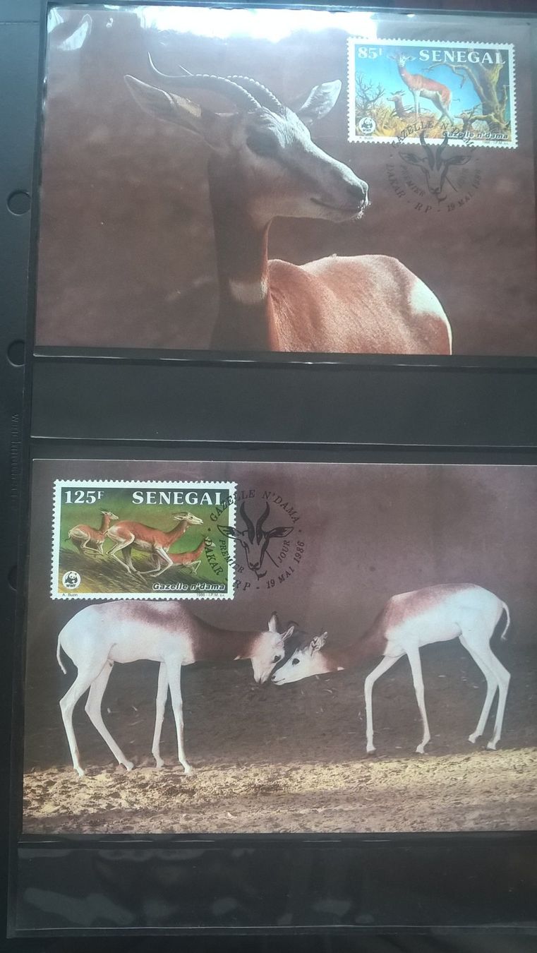 Alle Briefmarken: WWF Senegal 1986 Damagazelle Satz Maximumkarten – Neu (gemäss Beschreibung) aus Winterthur von schnueps